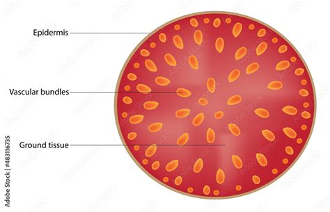 Primary Structure Of Cross Section Of Typical Monocot Stem Epidermis