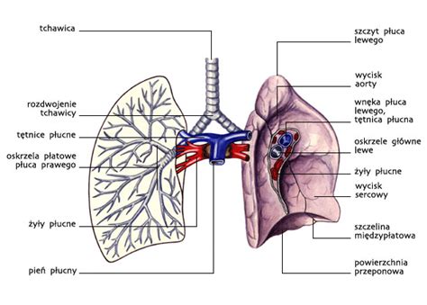 Uk Ad Oddechowy Forumzdrowia Pl Pzwl