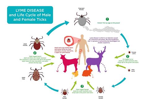 How To Protect Yourself And Pets From Ticks Any Pest