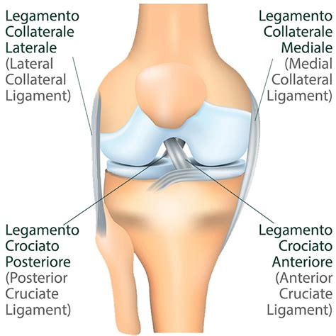 Anatomia Del Ginocchio Sintomi Diagnosi Trattamento E Recupero