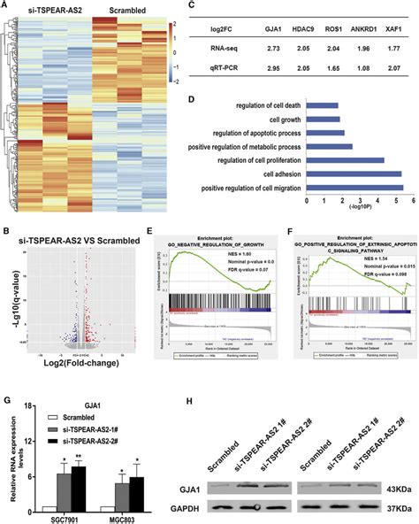 GJA1 Acted As A Key Downstream Target Of TSPEAR AS2 In GC Progression