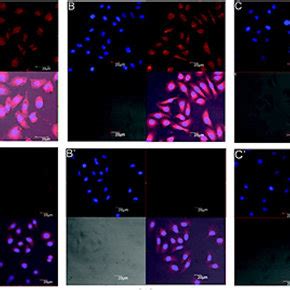 Clsm Images Of Human Mcf A And A Sgc B And B And Skov