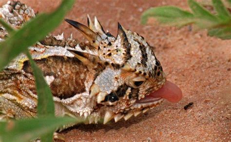 What Do Horned Lizards Eat