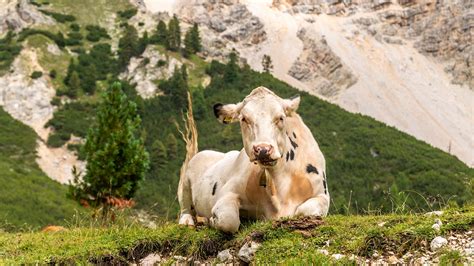 Parco Naturale Fanes Senes Braies Informazioni E Curiosità