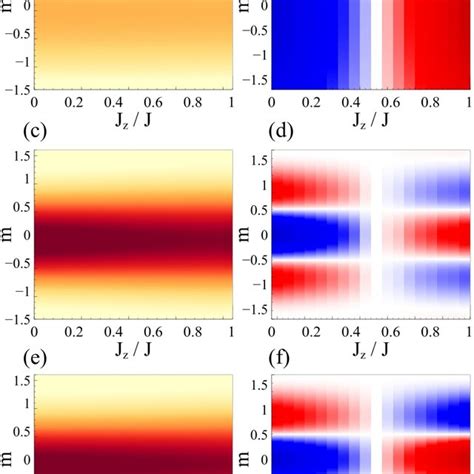 Magnetization Distribution Of The Quantum Many Body Model Of Eq