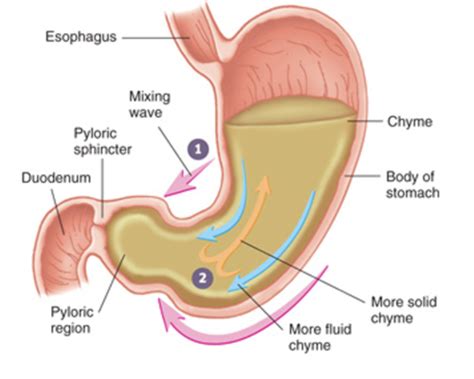 Ventriculus Fysiologi Flashcards Quizlet