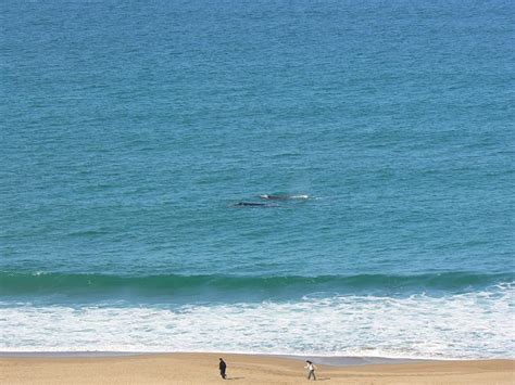 elRecado El avistaje de ballenas se instala como producto turístico