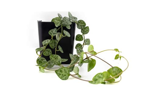 Josh's Frogs Live African Ceropegia woodii 'String of Hearts' plant