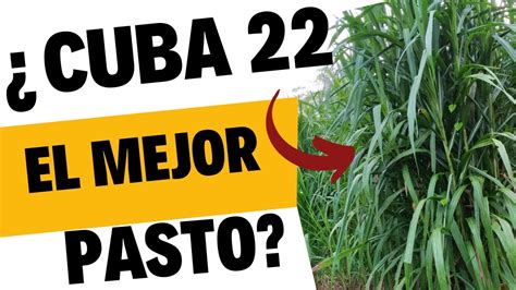 Cuánto PRODUCE una HECTAREA de PASTO CUBA 22 YouTube