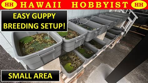 Breed 1 000 S Of Guppies Made Easy BACKYARD GUPPY FARM NEW SET UP