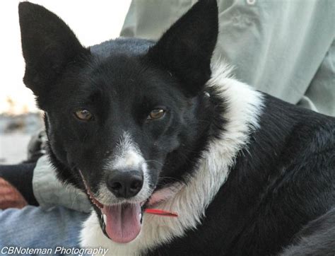 Collie Eye Anomaly Thompsons Border Collies