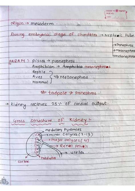 Solution Excretory System Human Kidney Structure Of Kidney Function