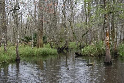 Louisiana Wetlands – ShineyVisions