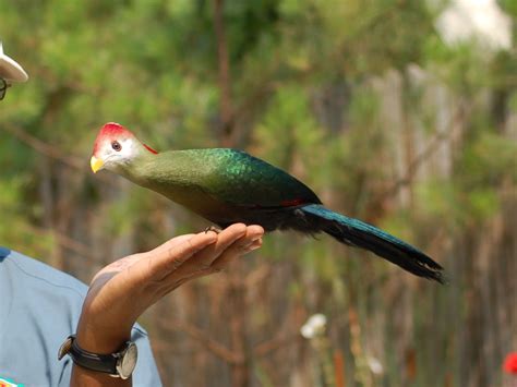 The Online Zoo - Red-crested Turaco