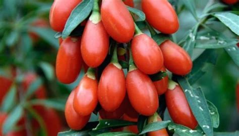 How To Sow Sweet Cherry Goji Berry Seeds Welldales