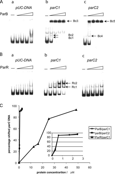 Dna Binding Activities Of Parb And Parr P End Labeled Dna Fragments