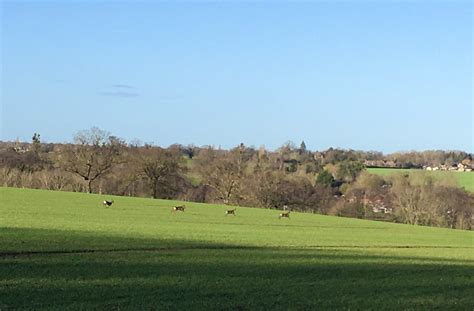 Four Roe Deer Near Onehouse Suffolk Bob Shand Flickr