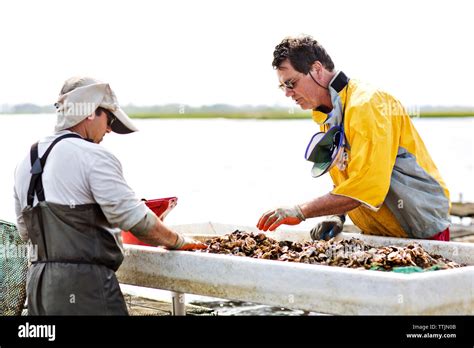 Arbeitnehmer Bei Der Fischerei Arbeiten Stockfotografie Alamy