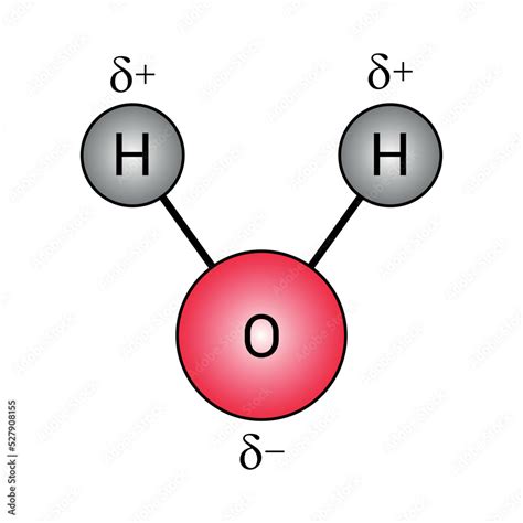 The Polar Covalent Bonds Of Water Molecules H2o Stock Vector Adobe