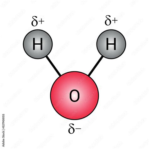 The Polar Covalent Bonds Of Water Molecules H2o Stock Vector Adobe Stock