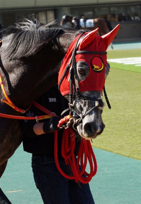 2月12日東京競馬8r4歳以上1勝クラス★セイシェルノユウヒパドック 公式：黒澤ひかりのキラキラ日記～magic Kiss