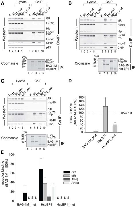 HspBP1 And BAG 1M Favor Differently Composed Hsp70 Steroid Receptor