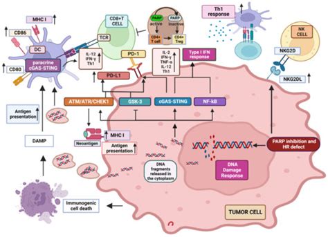 Cancers Free Full Text Role Of Parp Inhibitors In Cancer