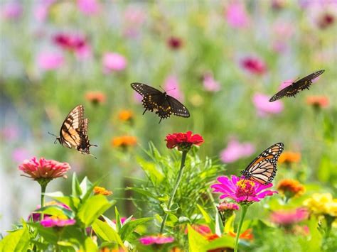 Attract Butterflies To Your Garden With These 5 Tips To Turn It Into But