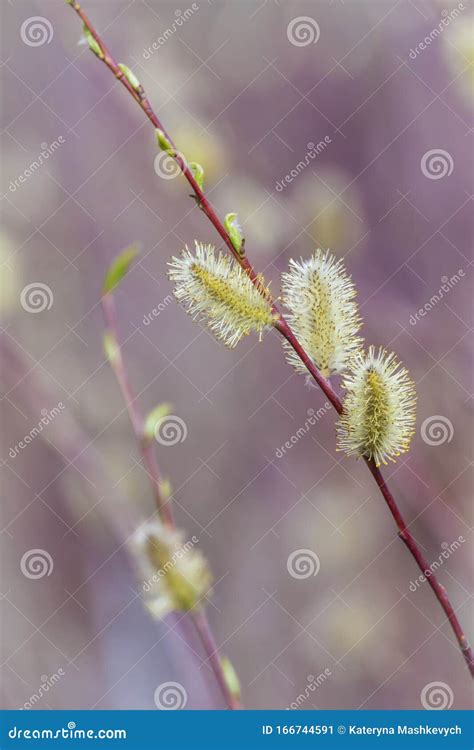 Pussy Willow Branches With Catkins Spring Background Stock Image Image Of Background Light