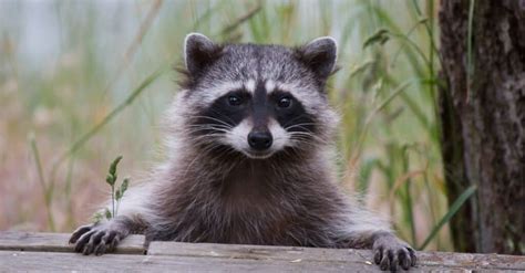 How And Where Do Raccoons Sleep Everything You Need To Know A Z Animals