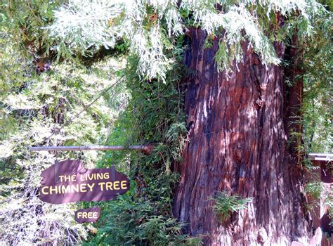 Living Chimney Tree Attraction And Grill Avenue Of The Giants