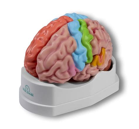 Modelo anatómico de cerebro C922 Erler Zimmer de formación