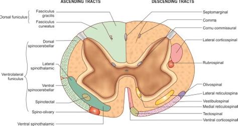 Spinal Cord Cross Section Tracts