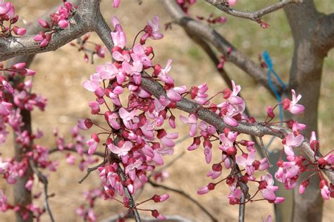 Cercis canadensis 'Ruby Falls' (Redbud)