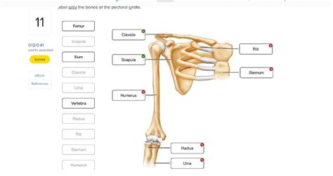 Solved Abel Only The Bones Of The Pectoral Girdle Chegg