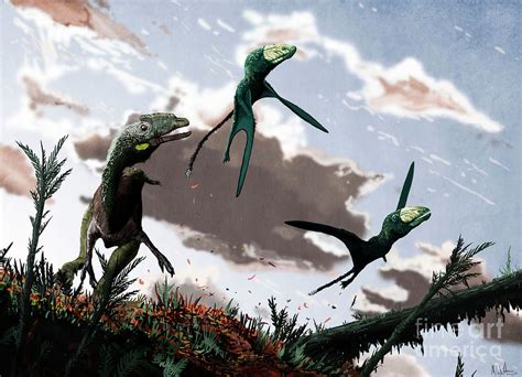 Dimorphodon Pterosaurs Being Hunted Photograph By Mark P Witton