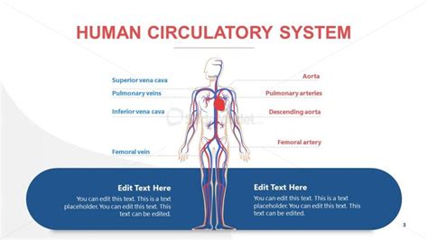 Human Cardiovascular System Powerpoint Slidemodel