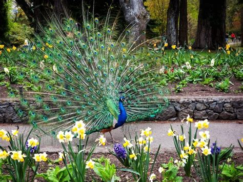 Premium Photo Beautiful Male Peacock Fanning At Beacon Hill Park