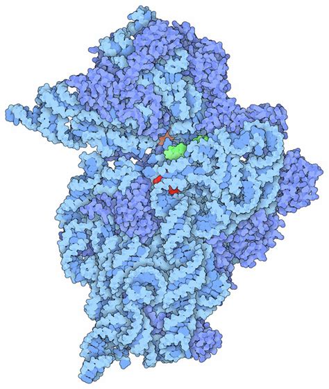 Aminoglycoside Antibiotics And Resistance Molecule Of The Month