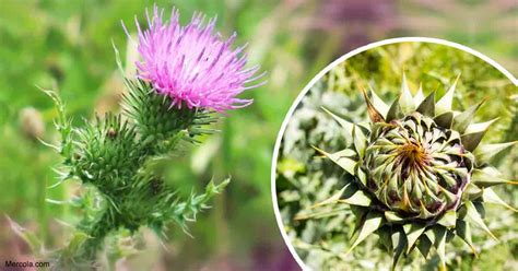 How To Grow Milk Thistle