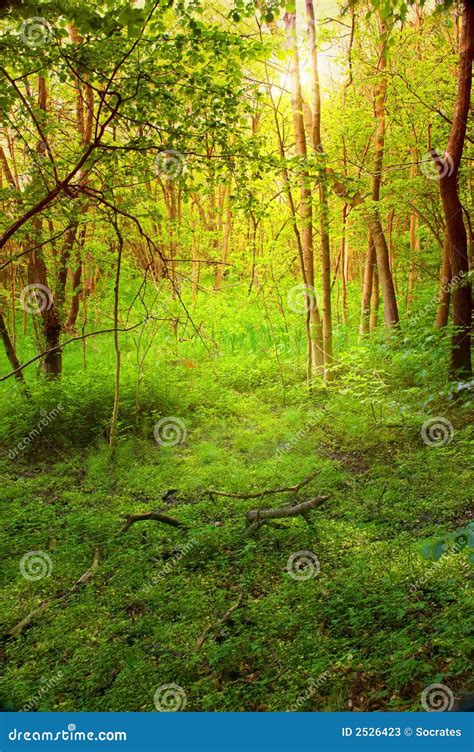 Early Morning Forest Stock Image Image Of Park Heavenly 2526423