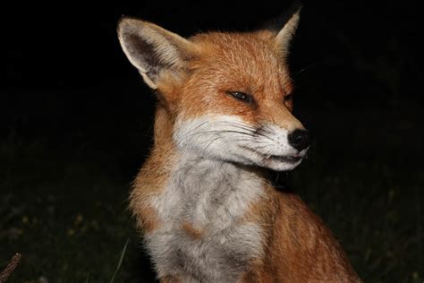 Fox Gallery August 2008/fox_dog_1108080441