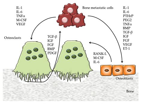 The Role Of Extracellular Vesicles In Bone Metastasis