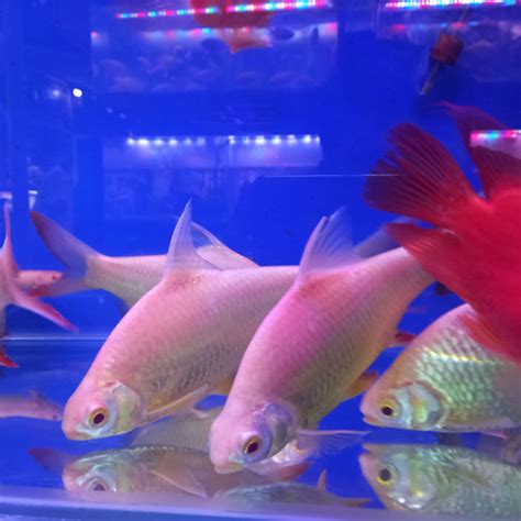 Jual ikan caviat albino tankmate arwana jumbi 23cm - Jakarta Pusat ...