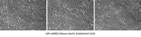 Mouse Aortic Endothelial Cells Angio Proteomie