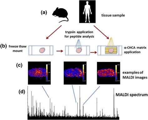 The Maldi Msi Workflow Employed Here For The Analysis Of Excised Tissue Download Scientific