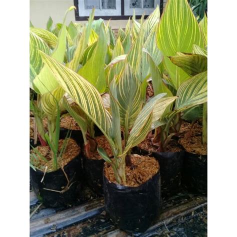 Jual Tanaman Hias Bunga Kana Variegata Shopee Indonesia