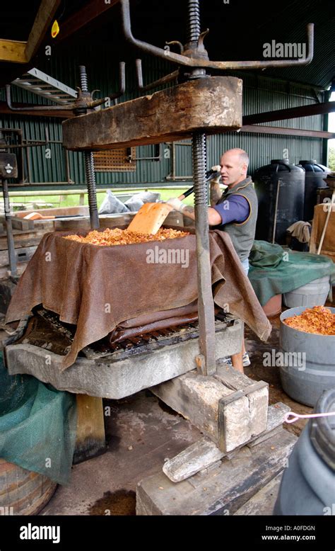 Loading Crushed Apples Into Cider Press Wrapped In Stacked Hessian