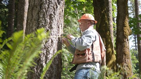 Working Forests Provide Numerous Benefits For State Local Communities