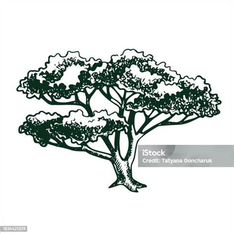 Dessin Vectoriel Dun Arbre Dans Le Style De Gravure Illustration Darbre Vintage Croquis Noir Et